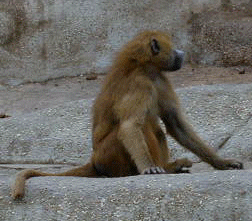 Babouin à la recherche de nourriture dans un zoo