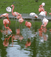 Flamants rose dans un zoo